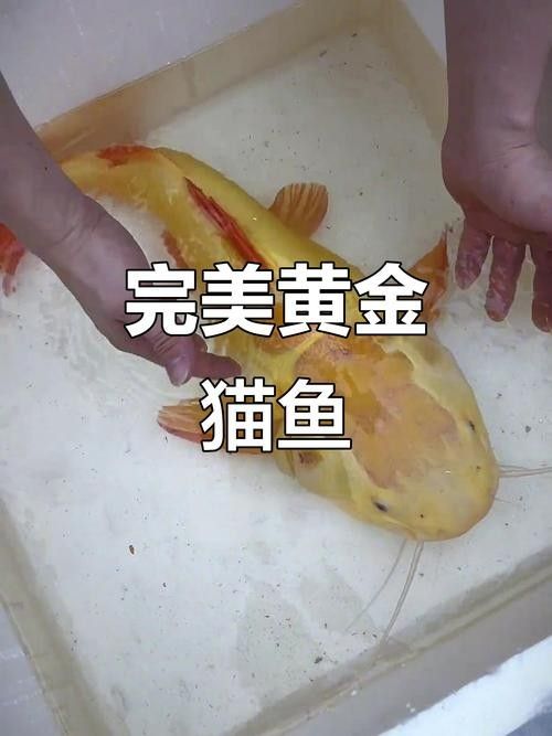 黃金貓魚是雜牌子嗎 黃金貓魚是雜牌子嗎 觀賞魚百科 第3張