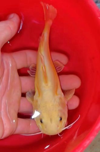 黃金貓魚是雜牌子嗎 黃金貓魚是雜牌子嗎 觀賞魚百科 第9張