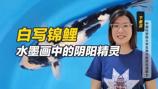 白寫錦鯉怎么看品相