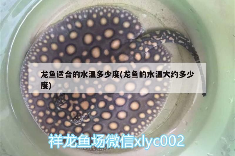 龍魚適合的水溫多少度(龍魚的水溫大約多少度)
