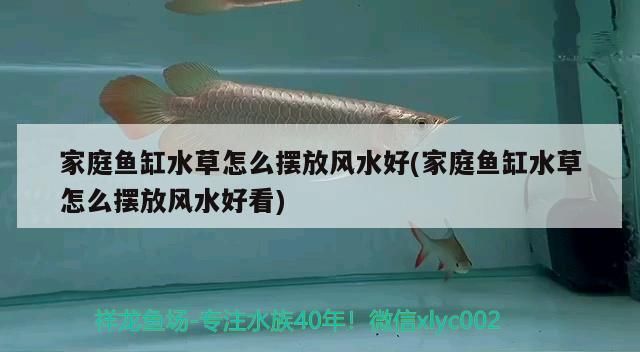 家庭魚缸水草怎么擺放風(fēng)水好(家庭魚缸水草怎么擺放風(fēng)水好看)