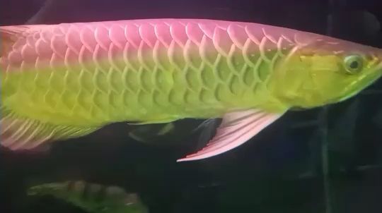 魚白了 魚白了 觀賞魚百科 第1張