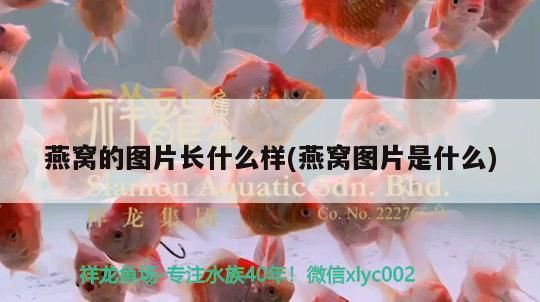 燕窩的圖片長什么樣(燕窩圖片是什么)