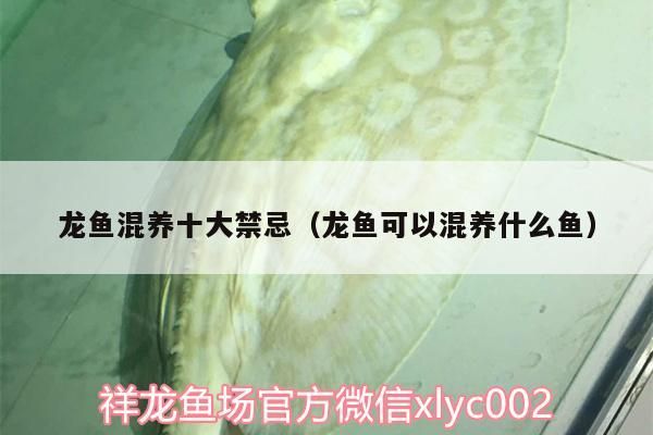 魚缸用增氧泵價格是多少:魚缸增氧機-xtrac增氧機-xtrac增氧機 龍魚混養十大禁忌(龍魚可以混養什么魚) 觀賞魚百科 龍魚混養十大禁忌(龍魚可以混養什么魚) 龍魚混養十大禁忌(龍魚可以混養什么魚) 觀賞魚百科
