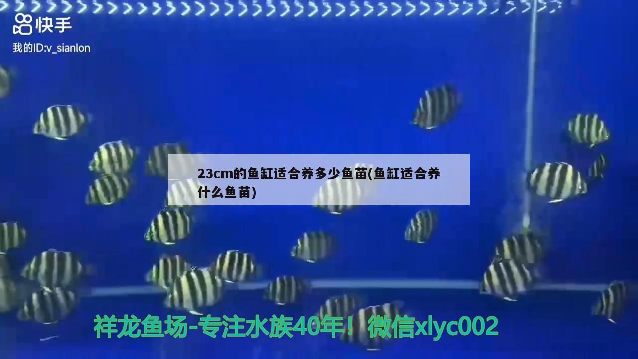 23cm的魚缸適合養多少魚苗(魚缸適合養什么魚苗)