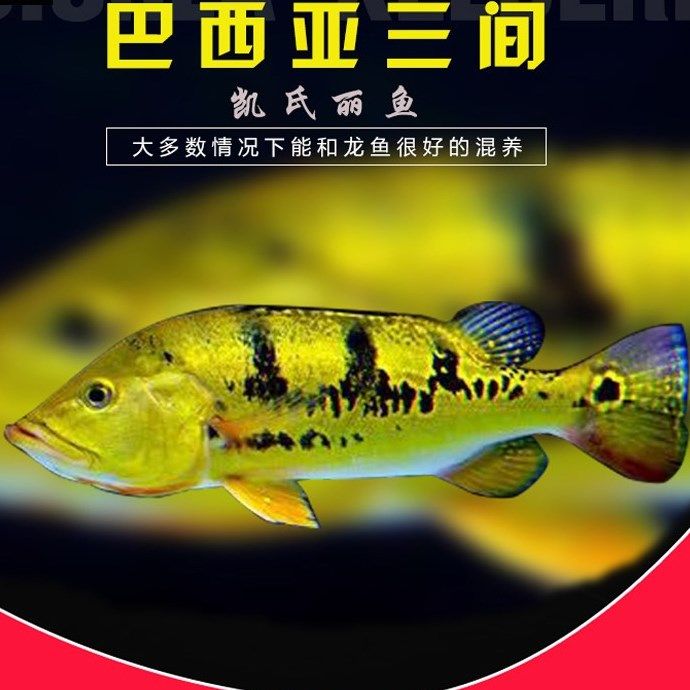 巴西亞魚_巴西亞_混養魚類_混養魚 巴西亞魚_巴西亞_混養魚類_混養魚 觀賞魚百科