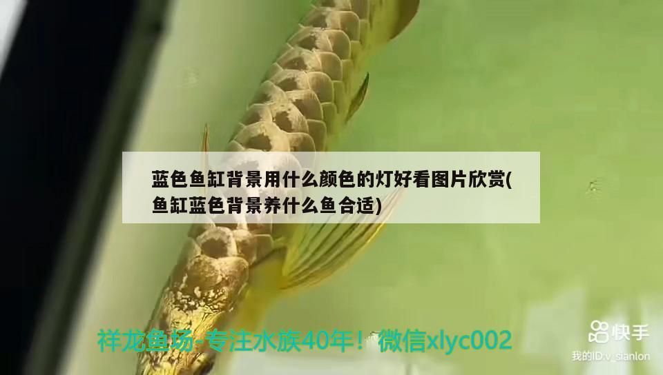 藍(lán)色魚缸背景用什么顏色的燈好看圖片欣賞(魚缸藍(lán)色背景養(yǎng)什么魚合適) 藍(lán)色魚缸背景用什么顏色的燈好看圖片欣賞(魚缸藍(lán)色背景養(yǎng)什么魚合適) 觀賞魚百科