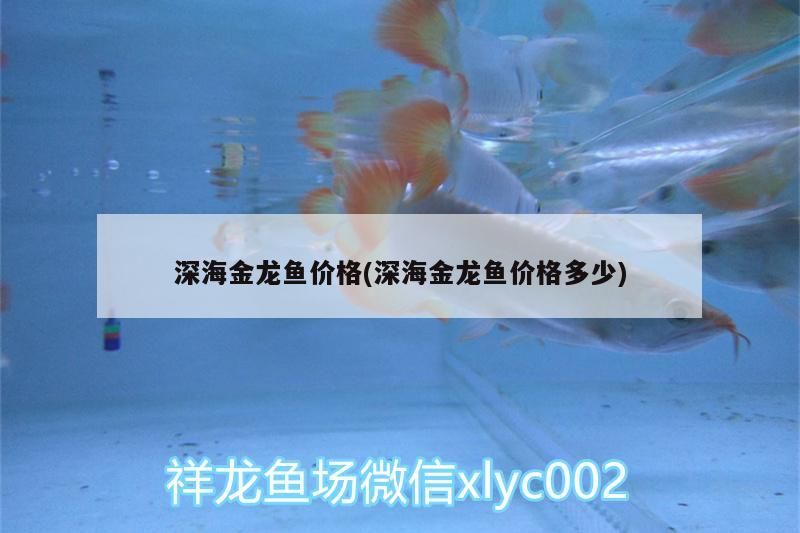 深海金龍魚價格(深海金龍魚價格多少)