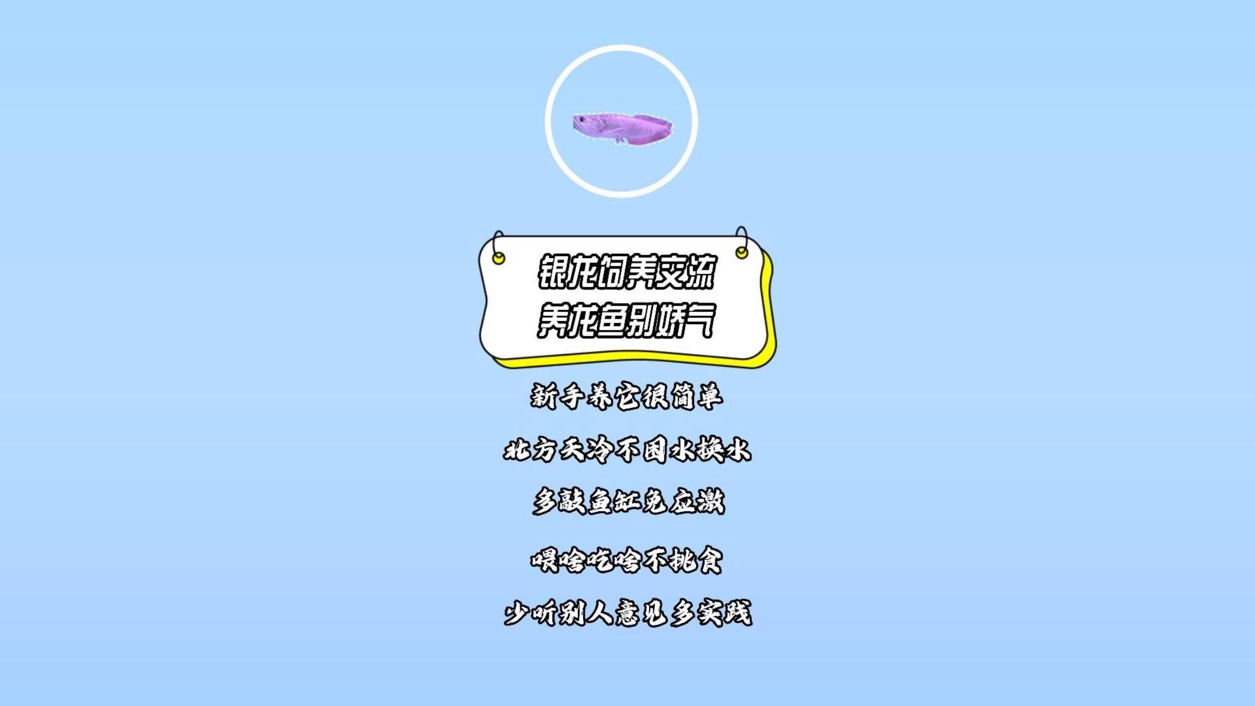 龍魚的飼養與觀賞
