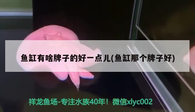 魚缸有啥牌子的好一點兒(魚缸那個牌子好) 魚缸有啥牌子的好一點兒(魚缸那個牌子好) 觀賞魚百科