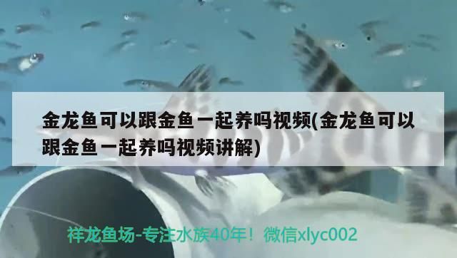 金龍魚可以跟金魚一起養嗎視頻(金龍魚可以跟金魚一起養嗎視頻講解)