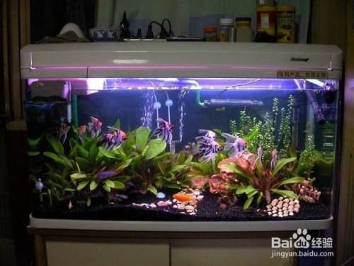 家里放幾個魚缸比較好：家里放幾個魚缸比較合適