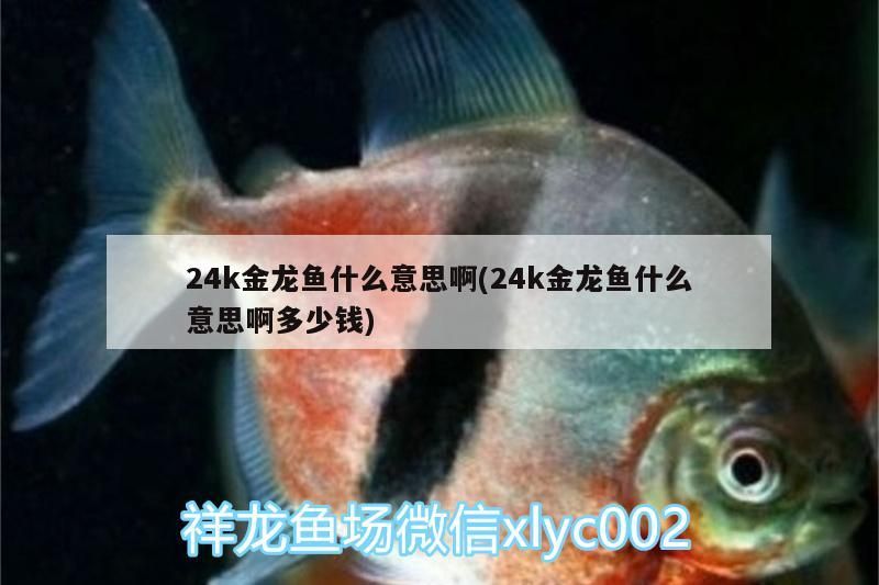 24k金龍魚什么意思啊(24k金龍魚什么意思啊多少錢) 24k金龍魚什么意思啊(24k金龍魚什么意思啊多少錢) 觀賞魚百科