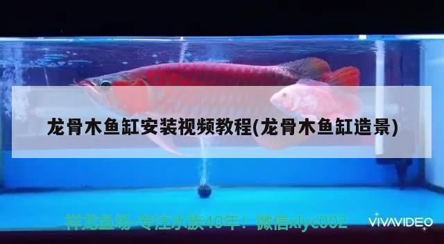 我的虎魚真菌感染了要怎么處理 龍骨木魚缸安裝視頻教程(龍骨木魚缸造景) 觀賞魚百科 龍骨木魚缸安裝視頻教程(龍骨木魚缸造景) 龍骨木魚缸安裝視頻教程(龍骨木魚缸造景) 觀賞魚百科