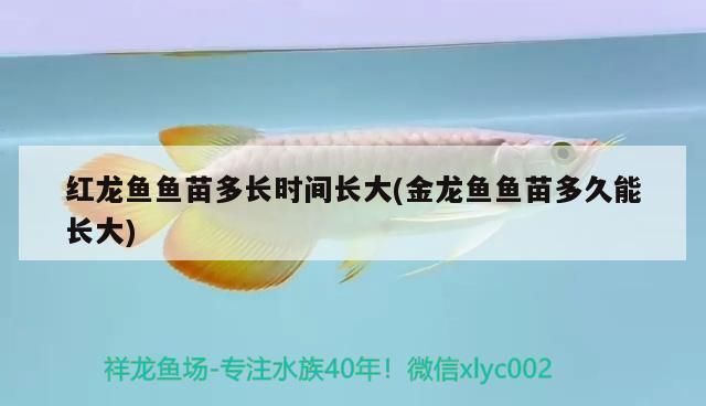 紅龍魚魚苗多長時間長大(金龍魚魚苗多久能長大)