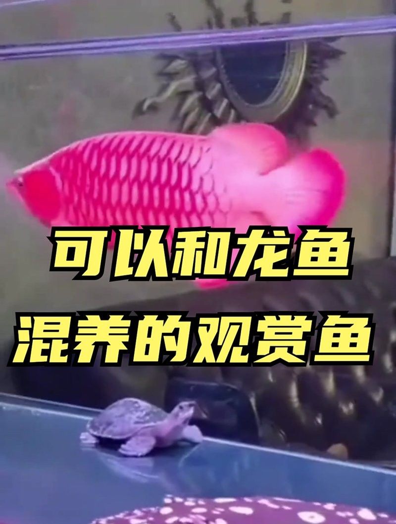 龍魚和招財魚能一起飼養嗎