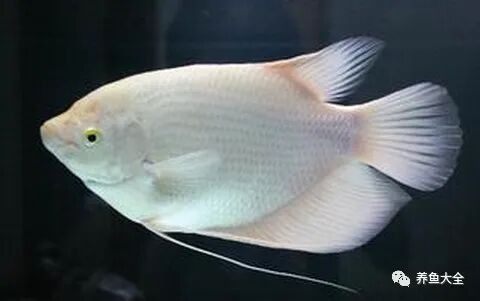 龍魚和招財魚能一起飼養嗎