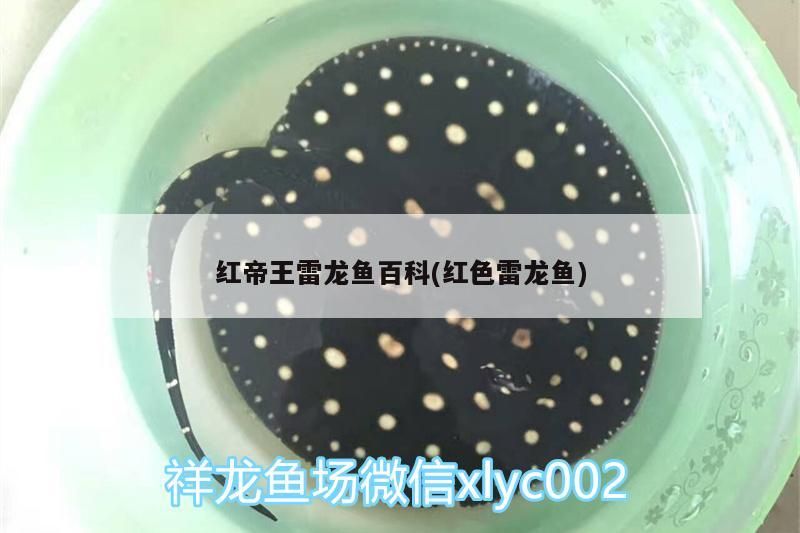 紅帝王雷龍魚百科(紅色雷龍魚) 紅帝王雷龍魚百科(紅色雷龍魚) 觀賞魚百科