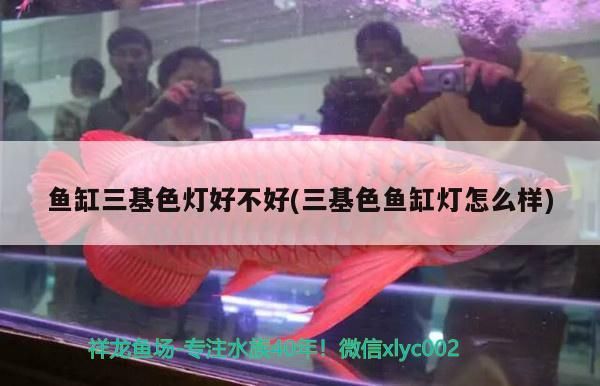 魚缸三基色燈好不好(三基色魚缸燈怎么樣) 魚缸三基色燈好不好(三基色魚缸燈怎么樣) 觀賞魚百科