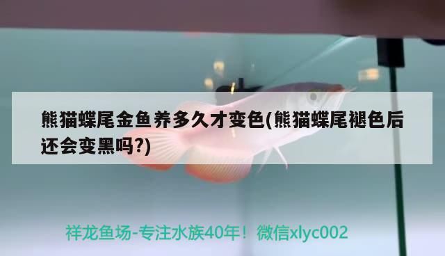 熊貓蝶尾金魚養(yǎng)多久才變色(熊貓蝶尾褪色后還會變黑嗎?) 熊貓蝶尾金魚養(yǎng)多久才變色(熊貓蝶尾褪色后還會變黑嗎?) 觀賞魚百科