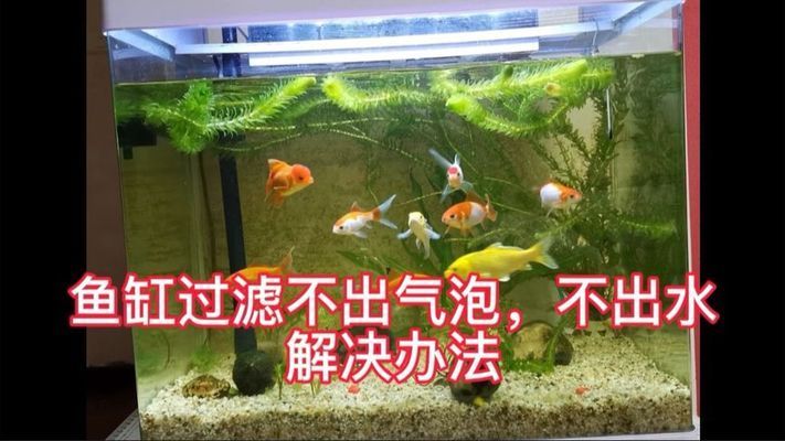 龍魚撞缸身體彎曲（龍魚撞缸身體彎曲能恢復嗎）