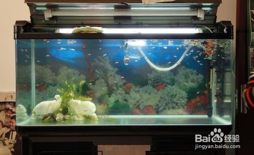 斑馬狗頭可以和恐龍魚混養嗎圖片視頻(斑馬狗頭可以和恐龍魚混養嗎圖片視頻大全) 斑馬狗頭可以和恐龍魚混養嗎圖片視頻(斑馬狗頭可以和恐龍魚混養嗎圖片視頻大全) 觀賞魚百科