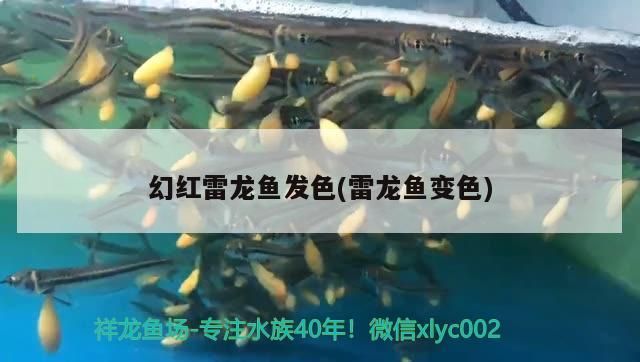 幻紅雷龍魚發色(雷龍魚變色) 幻紅雷龍魚發色(雷龍魚變色) 觀賞魚百科