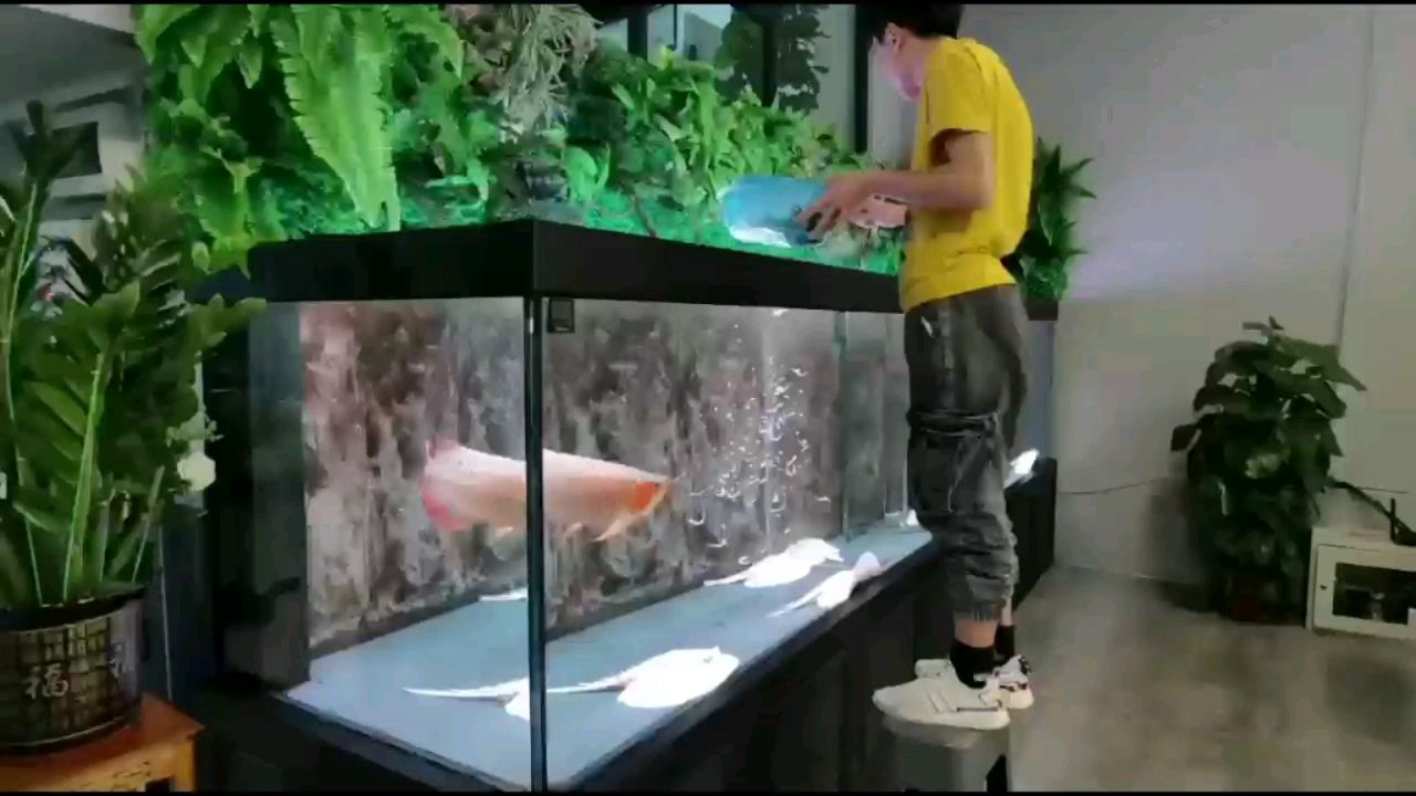 營口觀賞魚市場喂食時刻來了