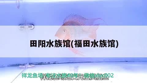 田陽水族館(福田水族館) 田陽水族館(福田水族館) 觀賞魚百科