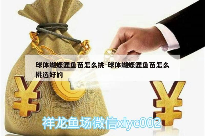 球體蝴蝶鯉魚苗怎么挑:球體蝴蝶鯉魚苗怎么挑選好的 球體蝴蝶鯉魚苗怎么挑:球體蝴蝶鯉魚苗怎么挑選好的 觀賞魚百科