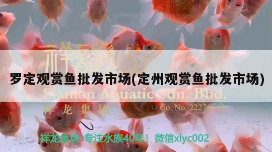 羅定觀賞魚批發市場(定州觀賞魚批發市場)