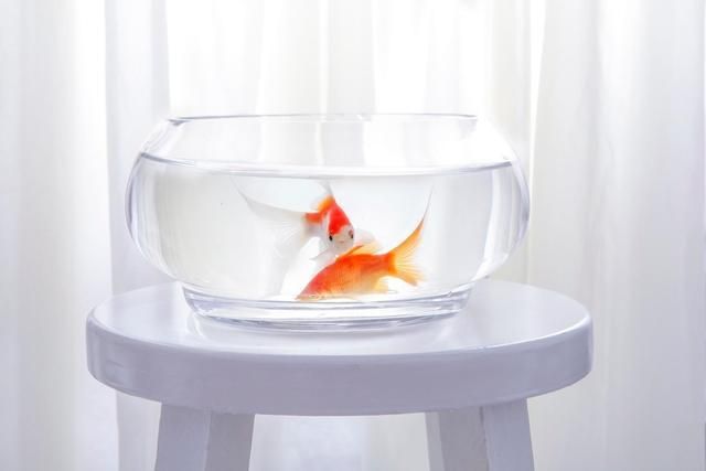 龍魚混養魚最佳搭配方法（龍魚混養魚最佳搭配方法視頻） 龍魚混養魚最佳搭配方法（龍魚混養魚最佳搭配方法視頻） 觀賞魚百科
