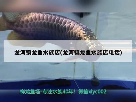 海東龍魚水族店：昌黎海東龍魚水族店