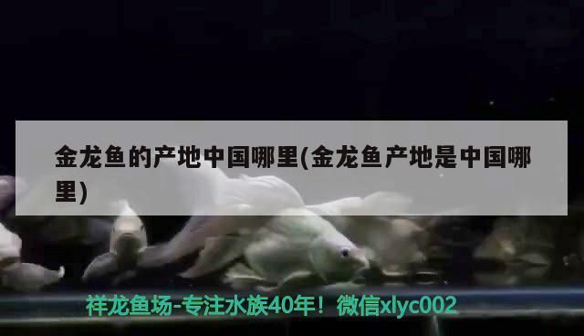 魚缸過濾器選購指南:自制魚缸過濾器魚缸上置過濾器對于養(yǎng)魚愛好者的必備知識 金龍魚的產地中國哪里(金龍魚產地是中國哪里) 觀賞魚百科 金龍魚的產地中國哪里(金龍魚產地是中國哪里) 金龍魚的產地中國哪里(金龍魚產地是中國哪里) 觀賞魚百科