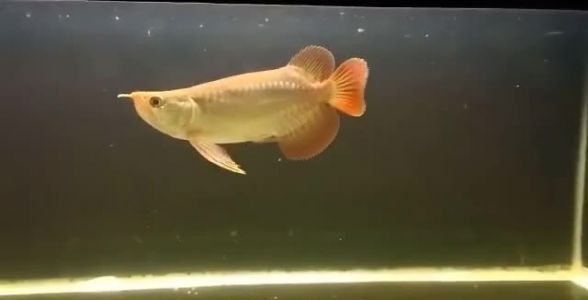 短身紅龍外觀特征詳細解析，短身紅龍魚外觀特征詳細解析短身紅龍魚養殖技巧分享 短身紅龍外觀特征詳細解析，短身紅龍魚外觀特征詳細解析短身紅龍魚養殖技巧分享 觀賞魚百科 第1張