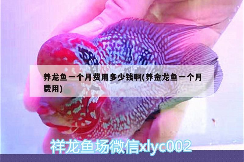 養龍魚一個月費用多少錢啊(養金龍魚一個月費用)