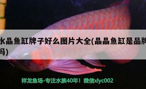 水族器材 水晶魚缸牌子好么圖片大全(晶晶魚缸是品牌嗎) 觀賞魚百科 水晶魚缸牌子好么圖片大全(晶晶魚缸是品牌嗎) 水晶魚缸牌子好么圖片大全(晶晶魚缸是品牌嗎) 觀賞魚百科