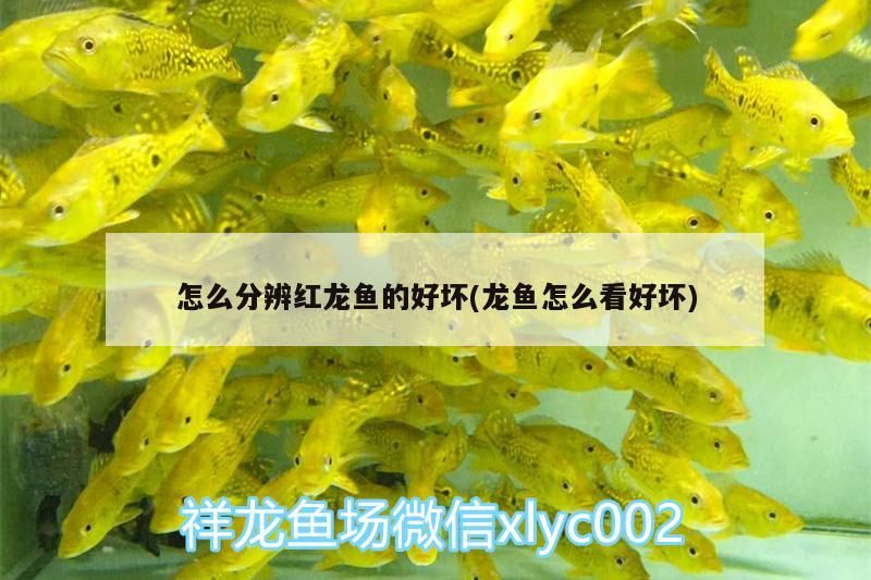 金龍魚 怎么分辨紅龍魚的好壞(龍魚怎么看好壞) 觀賞魚百科 怎么分辨紅龍魚的好壞(龍魚怎么看好壞) 怎么分辨紅龍魚的好壞(龍魚怎么看好壞) 觀賞魚百科