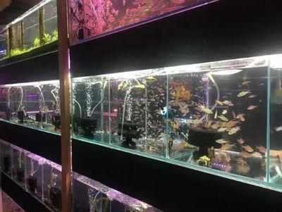 雙鴨山龍魚水族店:雙鴨山龍魚水族店怎么找 觀賞魚百科 第3張 雙鴨山龍魚水族店:雙鴨山龍魚水族店怎么找 雙鴨山龍魚水族店:雙鴨山龍魚水族店怎么找 觀賞魚百科 第3張
