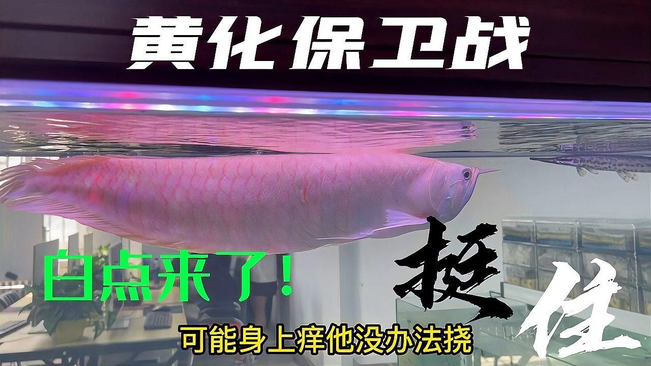 黃化銀龍白點什么病 黃化銀龍白點什么病 觀賞魚百科 第2張