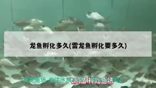 龍魚孵化多久(雷龍魚孵化要多久) 龍魚孵化多久(雷龍魚孵化要多久) 觀賞魚百科
