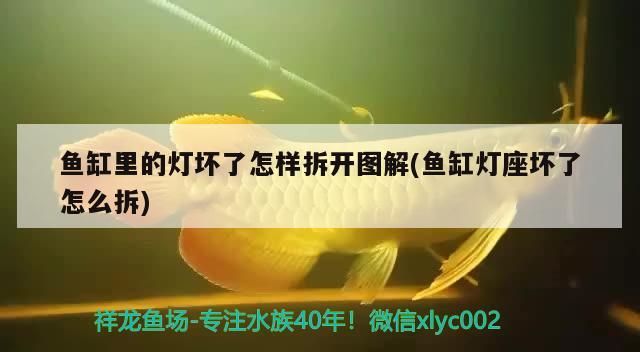 魚缸里的燈壞了怎樣拆開圖解(魚缸燈座壞了怎么拆)
