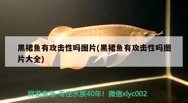 黑裙魚有攻擊性嗎圖片(黑裙魚有攻擊性嗎圖片大全)