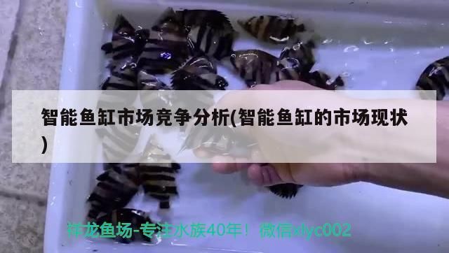 智能魚缸市場競爭分析(智能魚缸的市場現(xiàn)狀) 智能魚缸市場競爭分析(智能魚缸的市場現(xiàn)狀) 觀賞魚百科