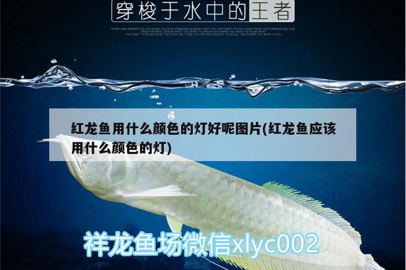 紅龍魚用什么顏色的燈好呢圖片(紅龍魚應該用什么顏色的燈) 紅龍魚用什么顏色的燈好呢圖片(紅龍魚應該用什么顏色的燈) 觀賞魚百科