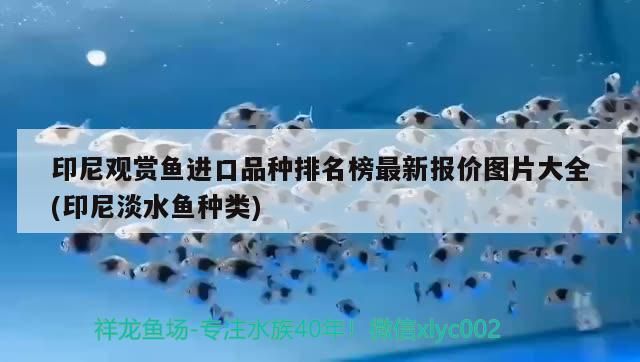 小型魚 印尼觀賞魚進口品種排名榜最新報價圖片大全(印尼淡水魚種類) 觀賞魚百科 印尼觀賞魚進口品種排名榜最新報價圖片大全(印尼淡水魚種類) 印尼觀賞魚進口品種排名榜最新報價圖片大全(印尼淡水魚種類) 觀賞魚百科