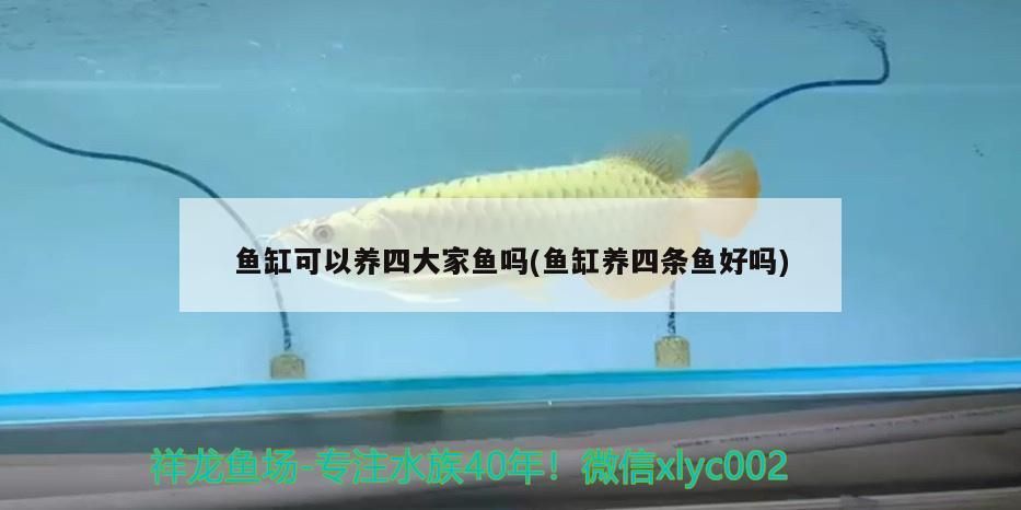 魚缸可以養四大家魚嗎(魚缸養四條魚好嗎) 魚缸可以養四大家魚嗎(魚缸養四條魚好嗎) 觀賞魚百科