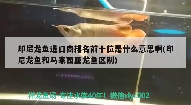 印尼龍魚進口商排名前十位是什么意思啊(印尼龍魚和馬來西亞龍魚區別)