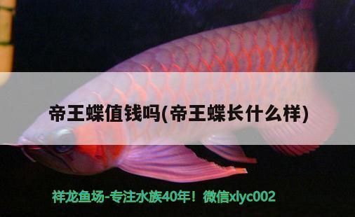 紅龍魚用黃燈烤有用嗎 帝王蝶值錢嗎(帝王蝶長什么樣) 觀賞魚百科 帝王蝶值錢嗎(帝王蝶長什么樣) 帝王蝶值錢嗎(帝王蝶長什么樣) 觀賞魚百科