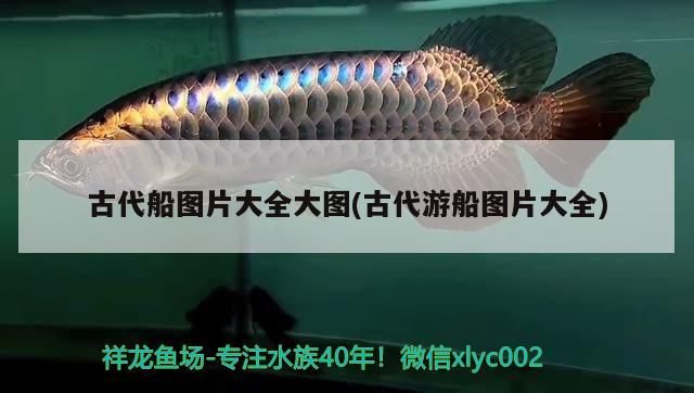 魚缸過濾器選購指南:自制魚缸過濾器魚缸上置過濾器對于養魚愛好者的必備知識 古代船圖片大全大圖(古代游船圖片大全) 觀賞魚百科 古代船圖片大全大圖(古代游船圖片大全) 古代船圖片大全大圖(古代游船圖片大全) 觀賞魚百科